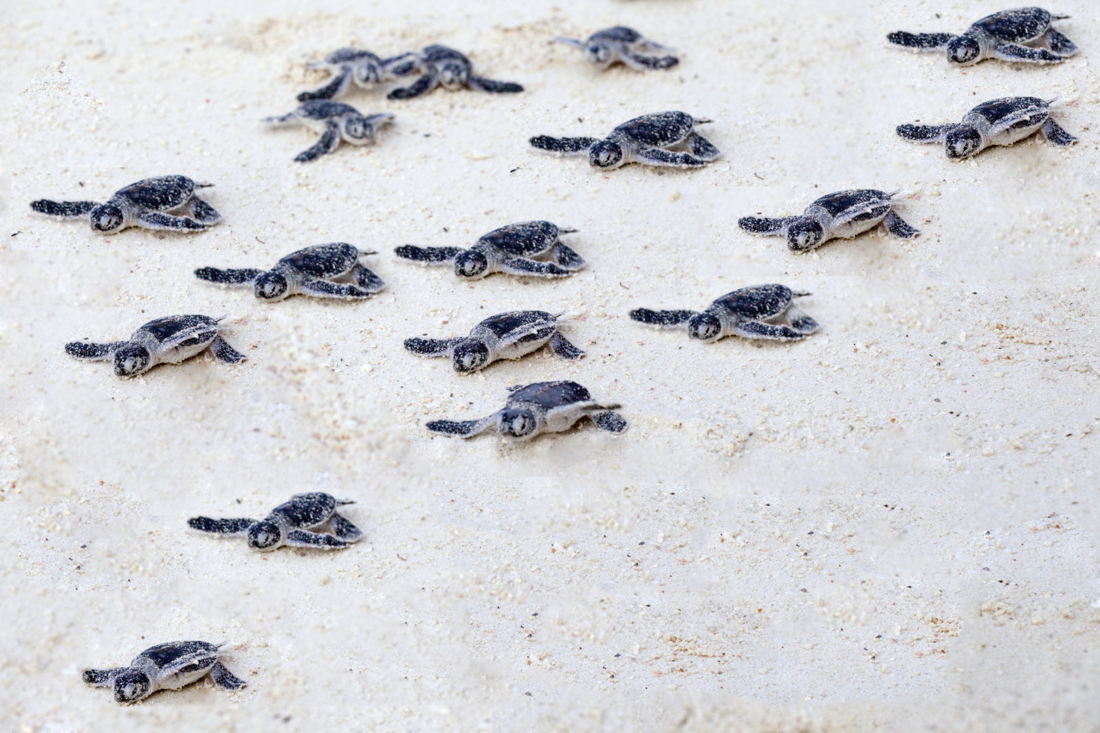 The Magic of Texas’ Sea Turtle Hatchlings | Texas Heritage for Living