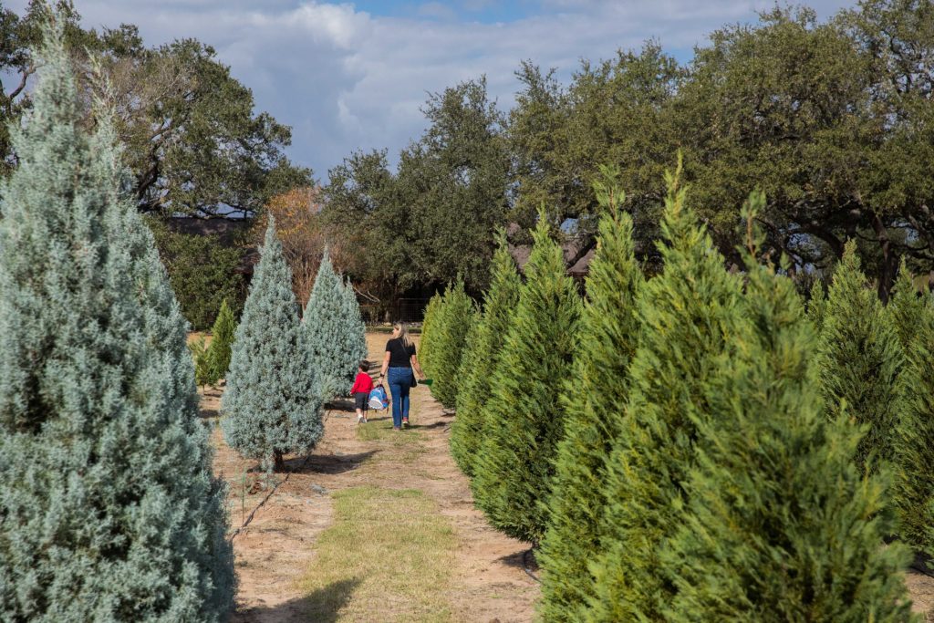 Texas Christmas tree farm