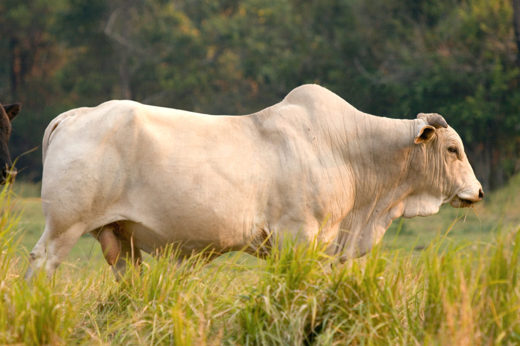 Brahman cow breeds in Texas