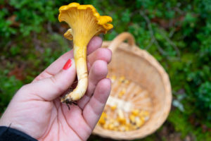 wild mushrooms in Texas