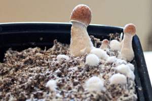 how to grow a mushroom garden