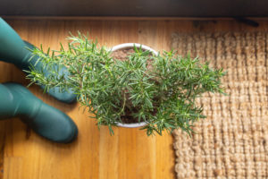 how to prevent pests on indoor plants
