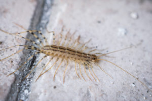 common household pests