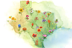 Texas wildflower identification by regions