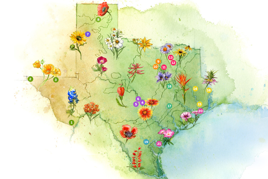 Texas wildflower identification