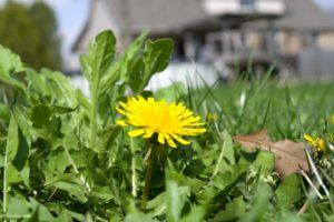 keep weeds out of garden